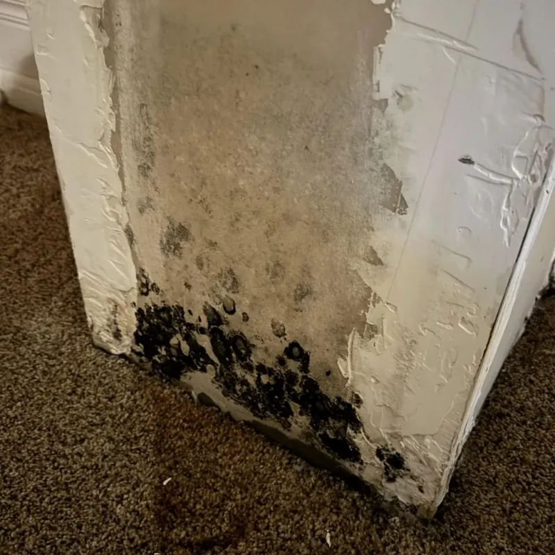 Professional Mold Removal in Oakland, TN